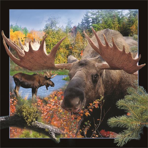 WK00085  00085 Postkort, 3D, kvadratiske, Elgokse Moose 2, Worth Keeping